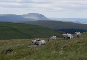 Looking south from Great Knoutberry